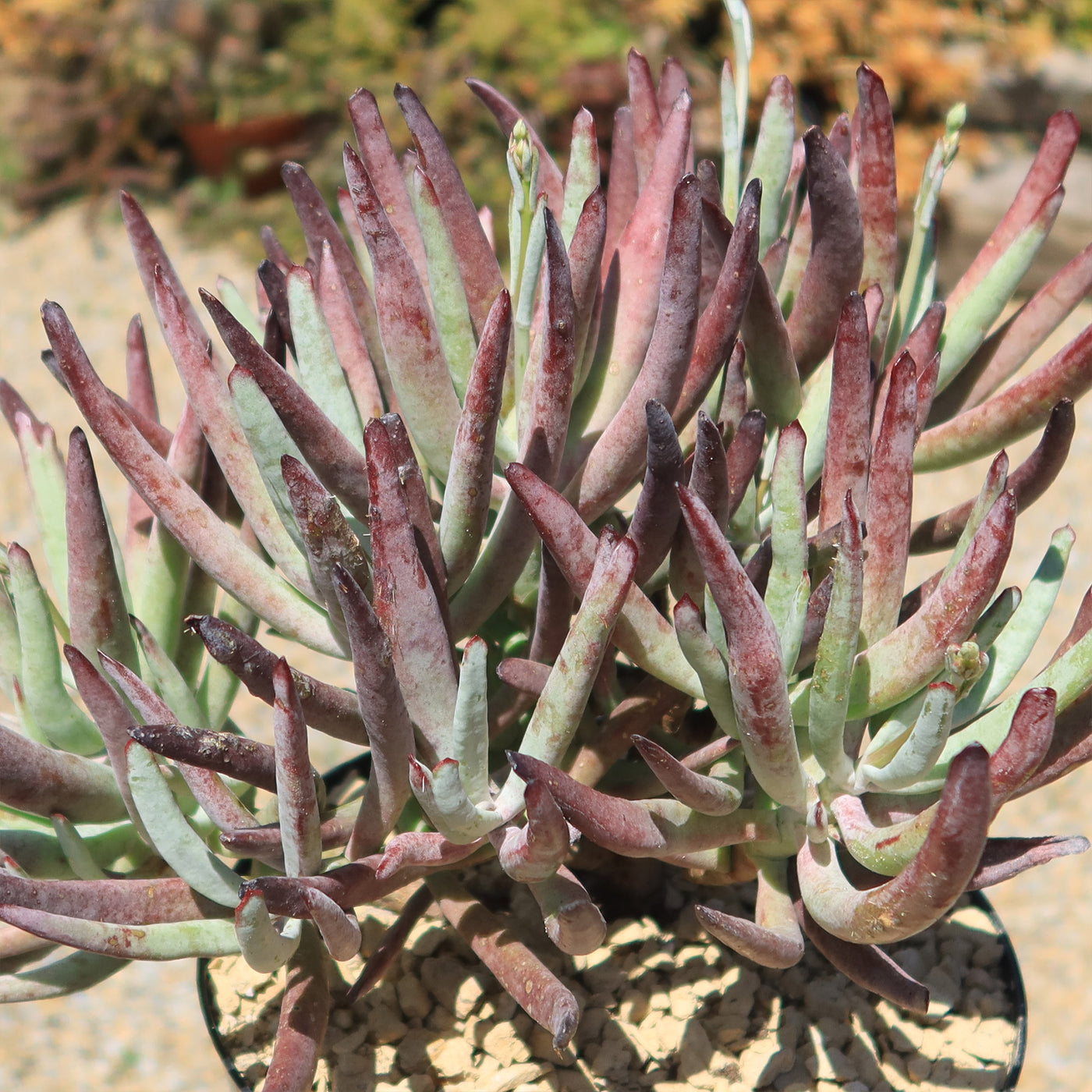 cotyledon hybrid succulent Cotyledon Chocolate Fingers