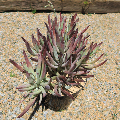 Cotyledon Chocolate Fingers