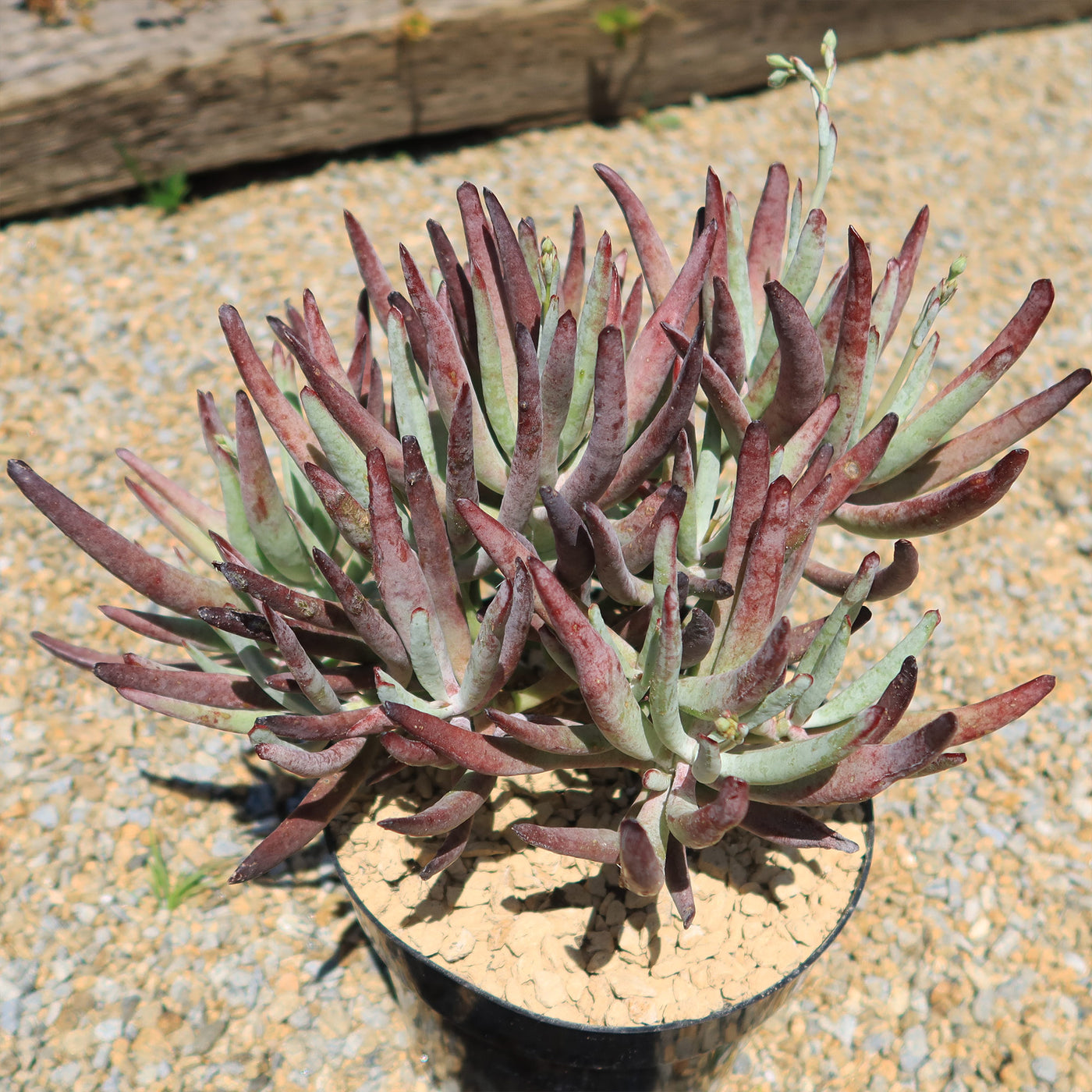 chocolate fingers succulent Shop 'Cotyledon Chocolate Fingers' Care and Growing Guide