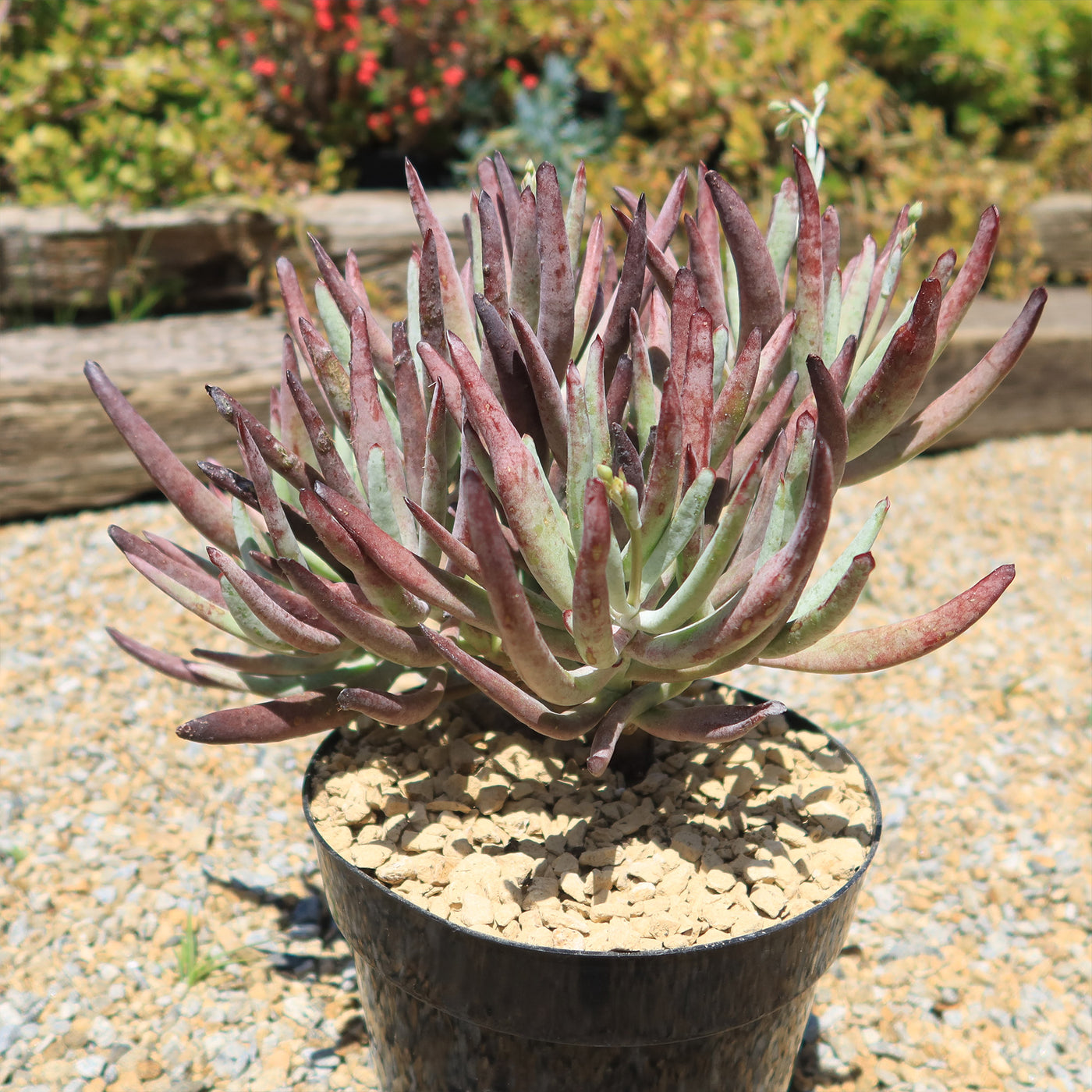 Cotyledon Chocolate Fingers