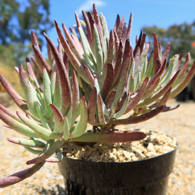 Cotyledon Chocolate Fingers