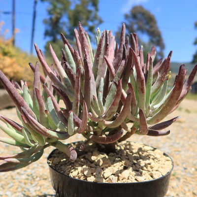 Cotyledon Chocolate Fingers