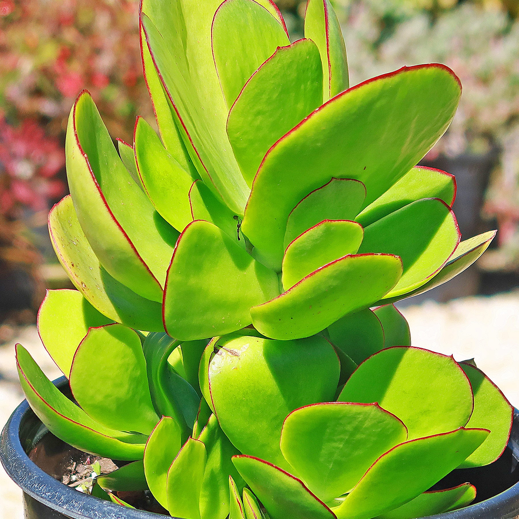 Pig's Ear Succulent 'Cotyledon orbiculata' - Shop at Planet Desert