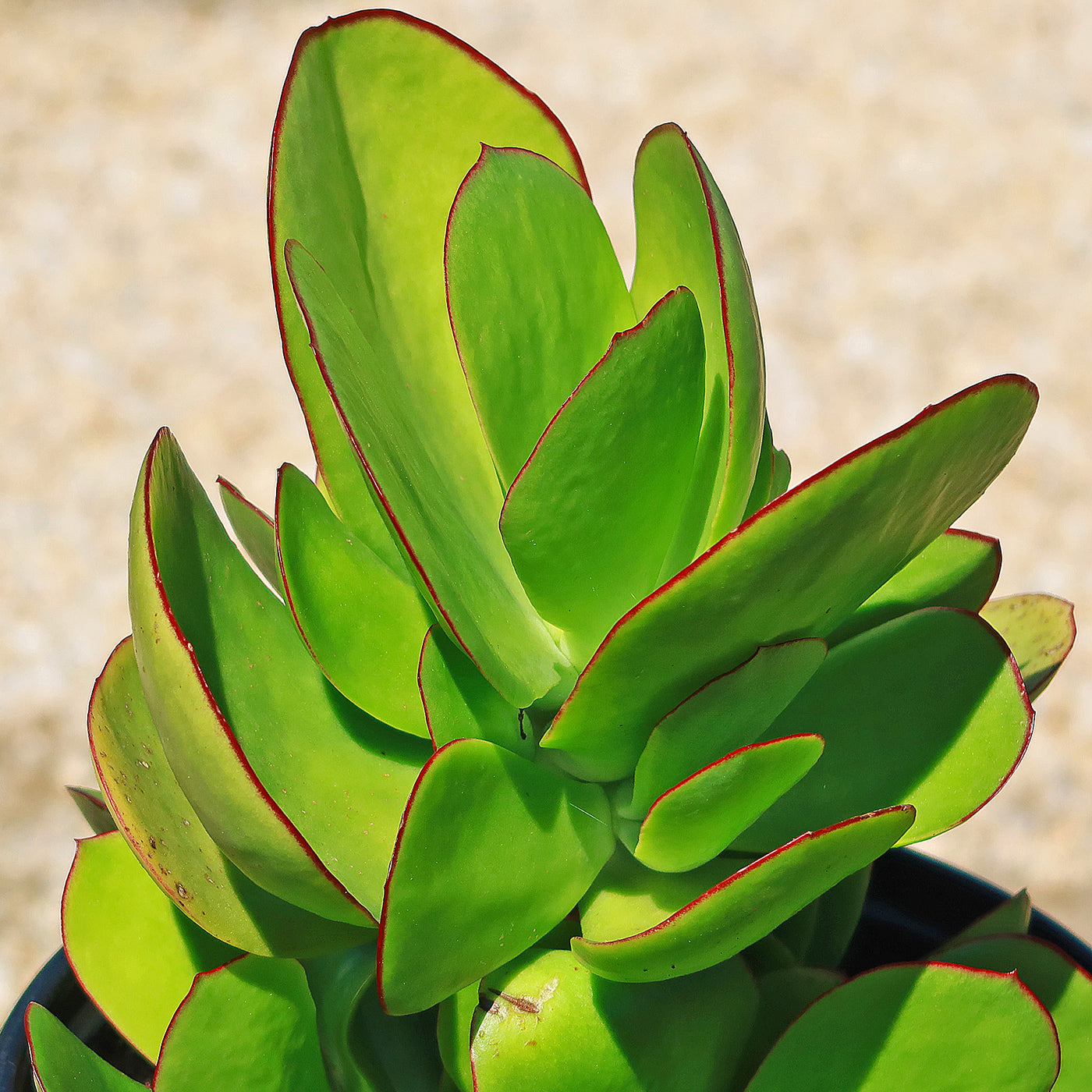 pig ear succulent Pig's Ear Succulent 'Cotyledon orbiculata'