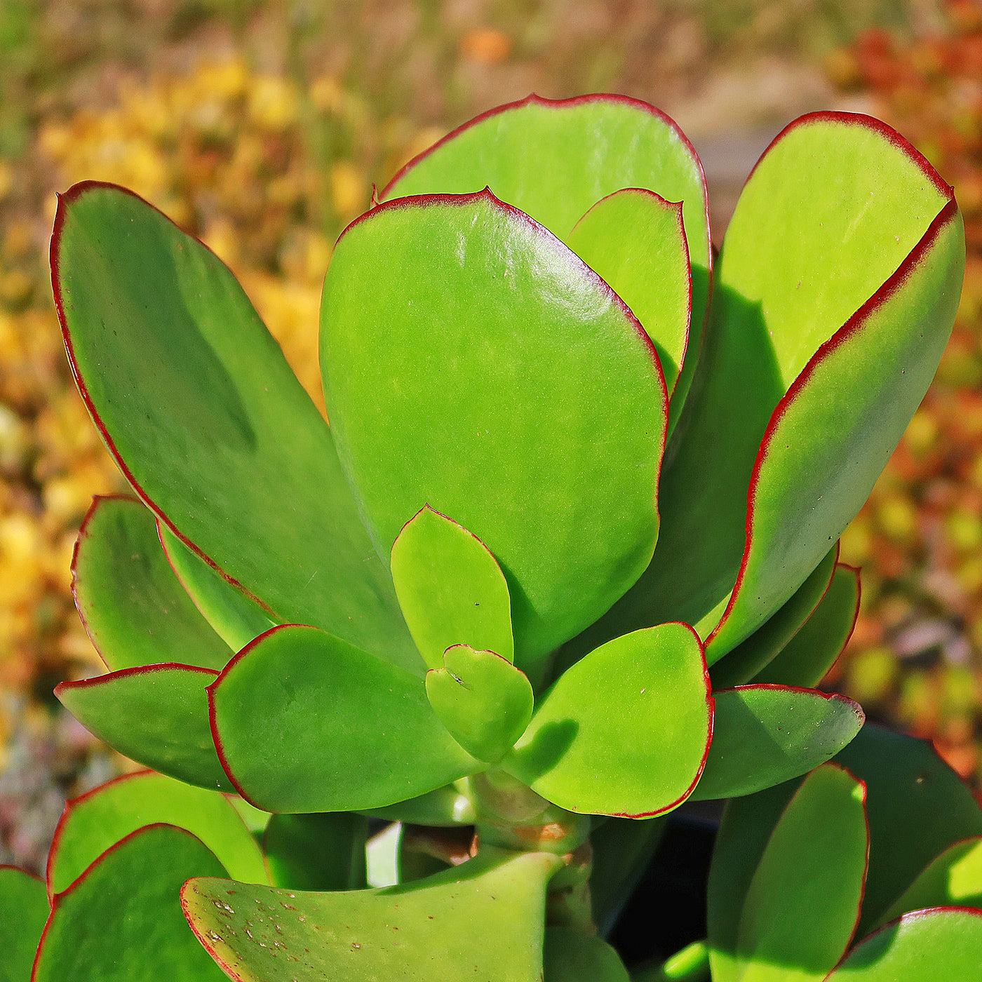 Pig's Ear Succulent 'Cotyledon orbiculata' - Shop at Planet Desert