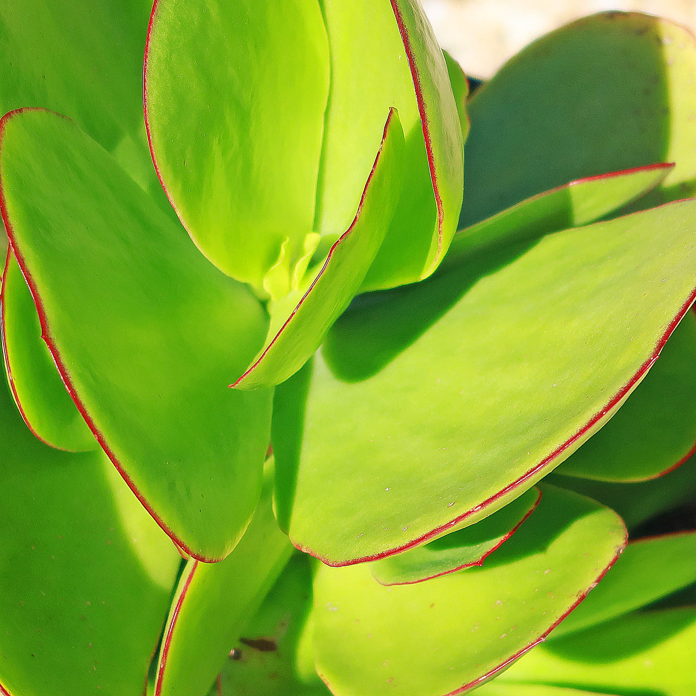 pig's ear succulent care Pig's Ear Succulent 'Cotyledon orbiculata'