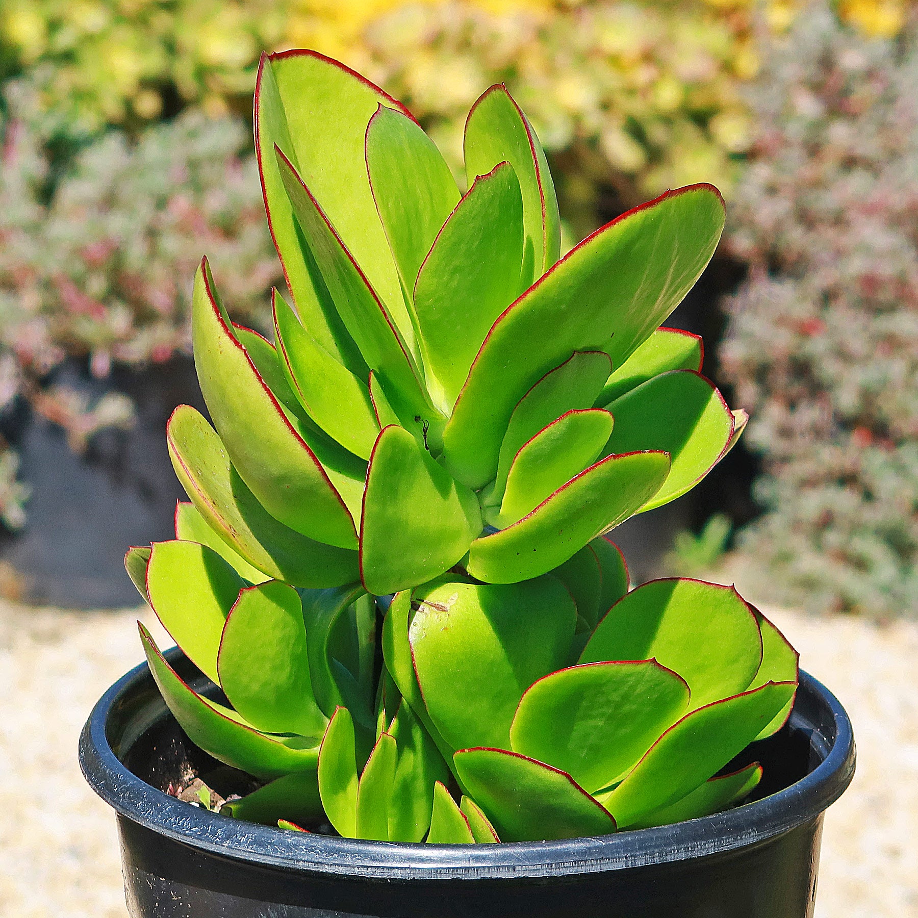 Pig's Ear Succulent 'Cotyledon orbiculata' - Shop at Planet Desert