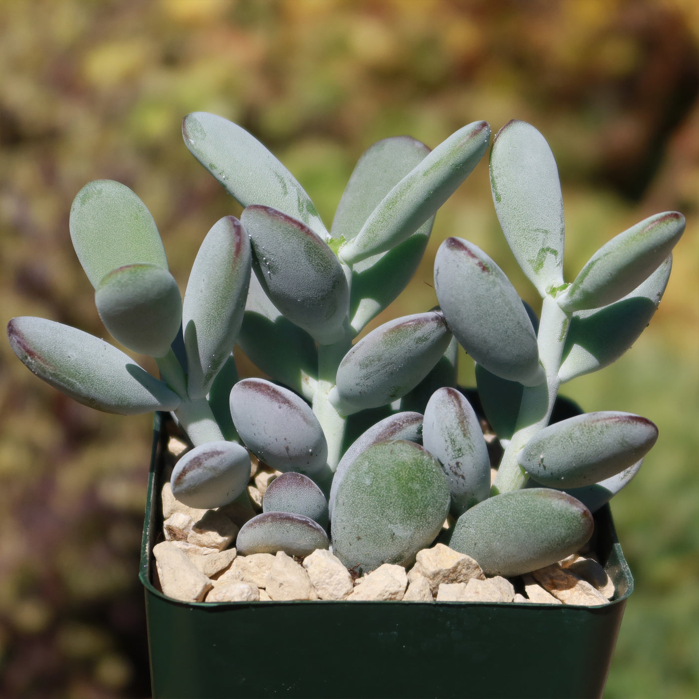 Lady Fingers - Cotyledon orbiculata 'Oophylla'