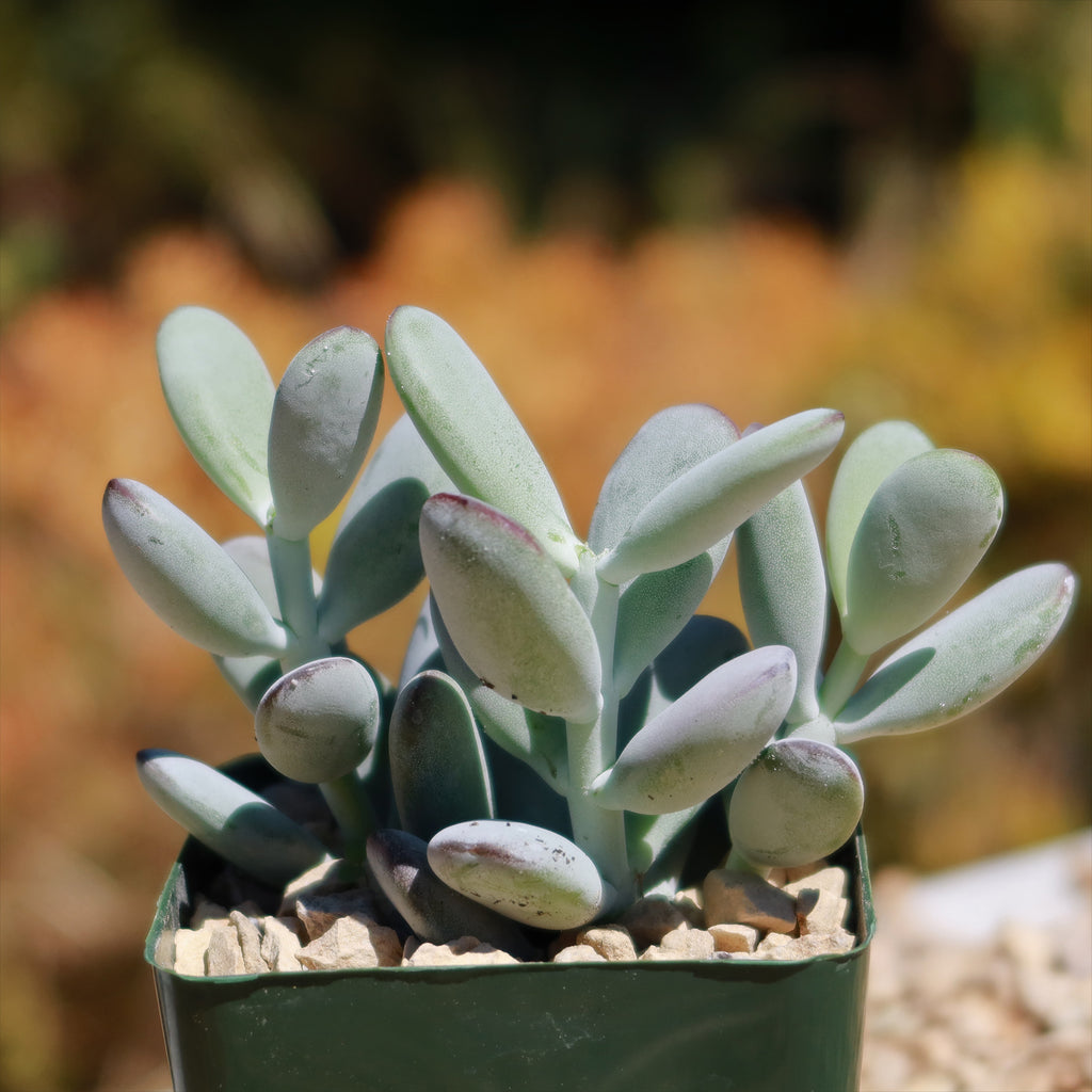 Lady Fingers - Cotyledon orbiculata &