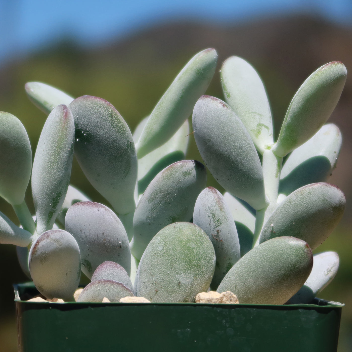 Lady Fingers Cotyledon Orbiculata Var Oophylla Fast Delivery Planet Desert
