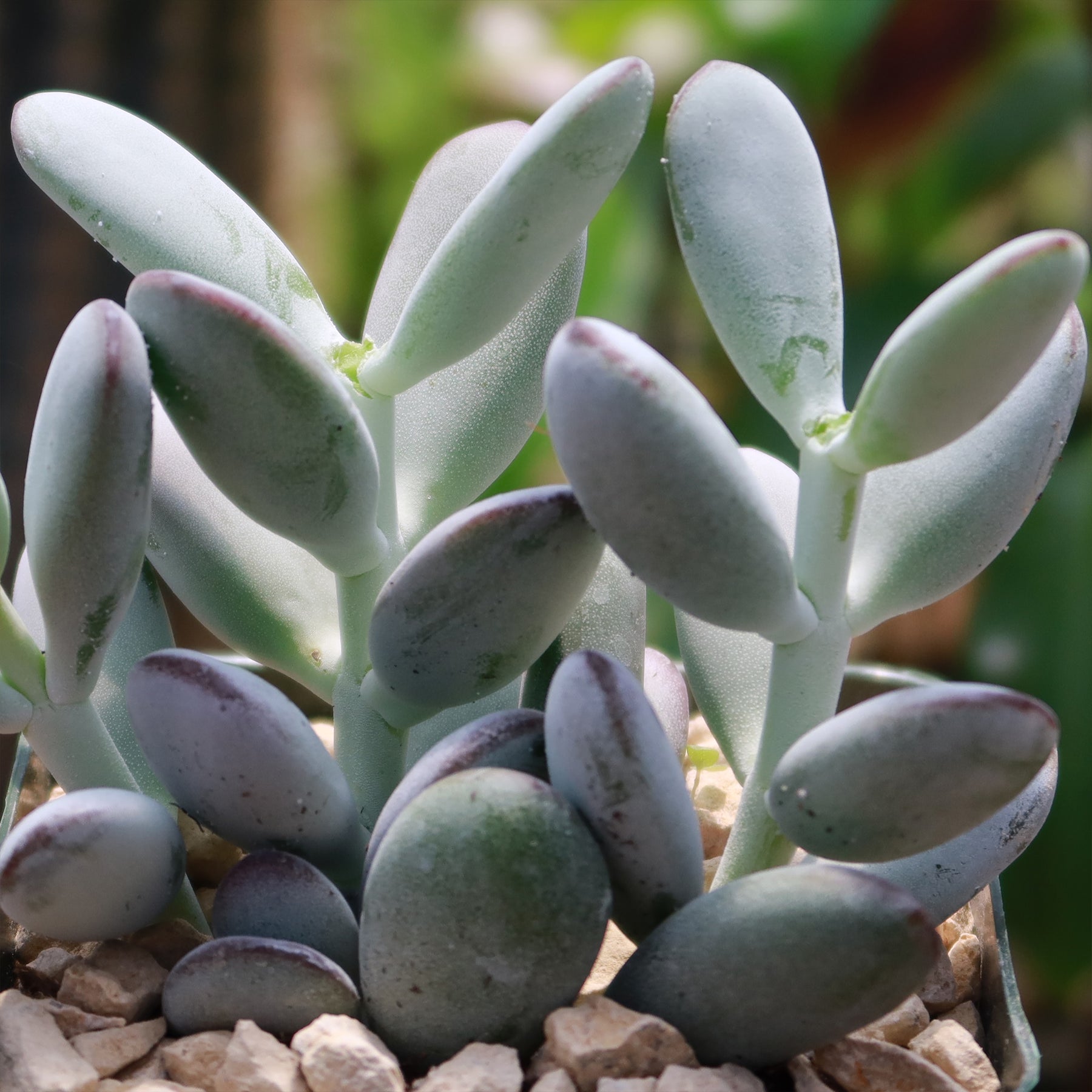 Lady Fingers Cotyledon Orbiculata Var Oophylla Fast Delivery Planet Desert