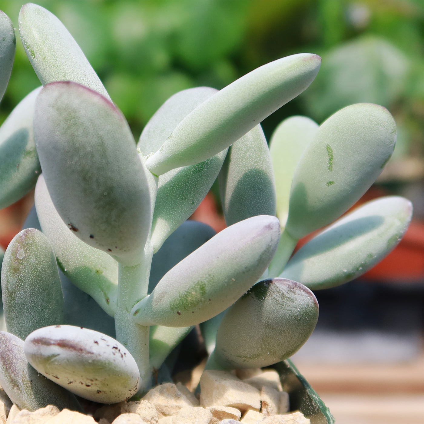 lady fingers succulent plant Lady Fingers