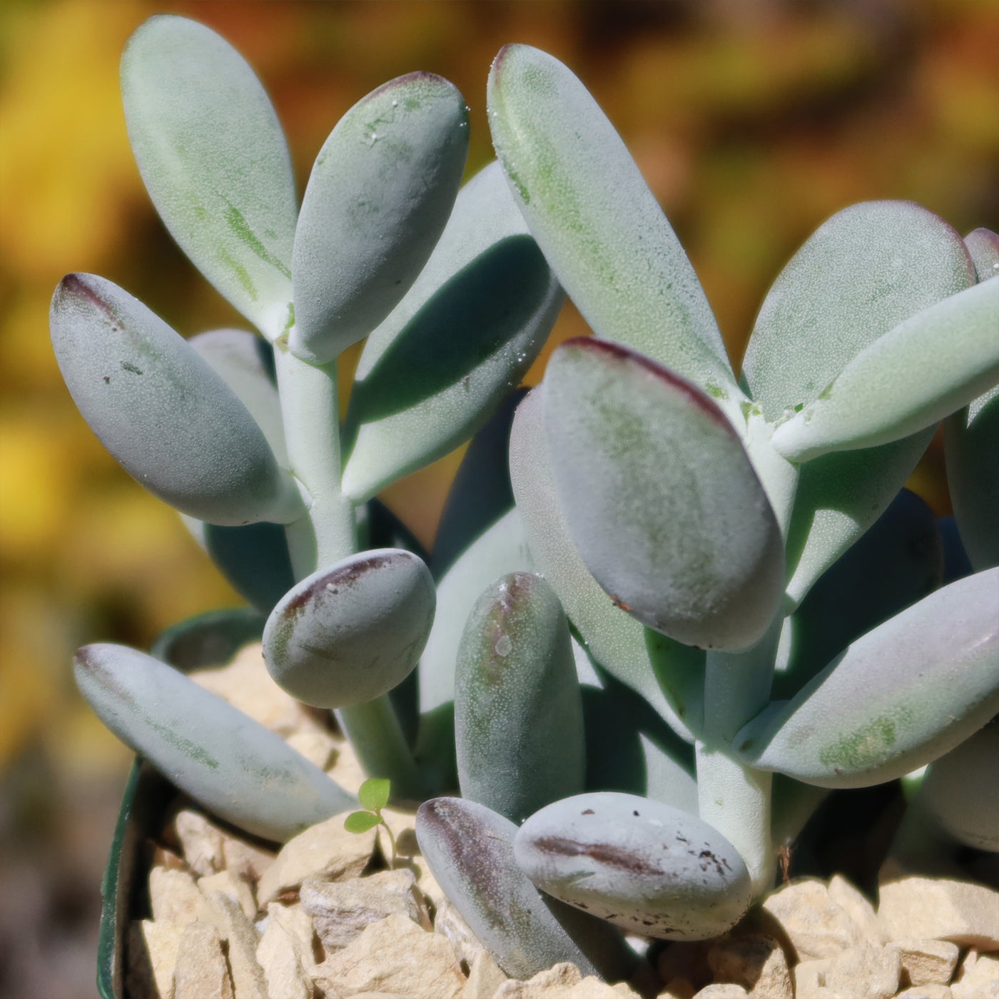 Lady Fingers - Cotyledon orbiculata 'Oophylla'