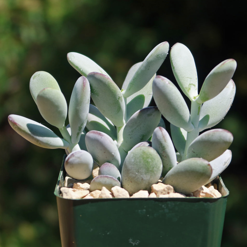 Lady Fingers - Cotyledon orbiculata &