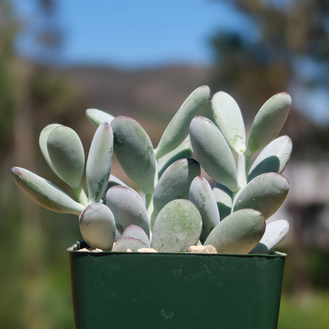 lady finger succulent Lady Fingers 'Cotyledon orbiculata var. Oophylla'