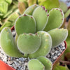 Cotyledon Ladismithiensis