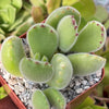 Cotyledon Ladismithiensis