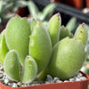 Cotyledon Ladismithiensis