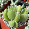 Cotyledon Ladismithiensis