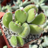 Cotyledon Ladismithiensis