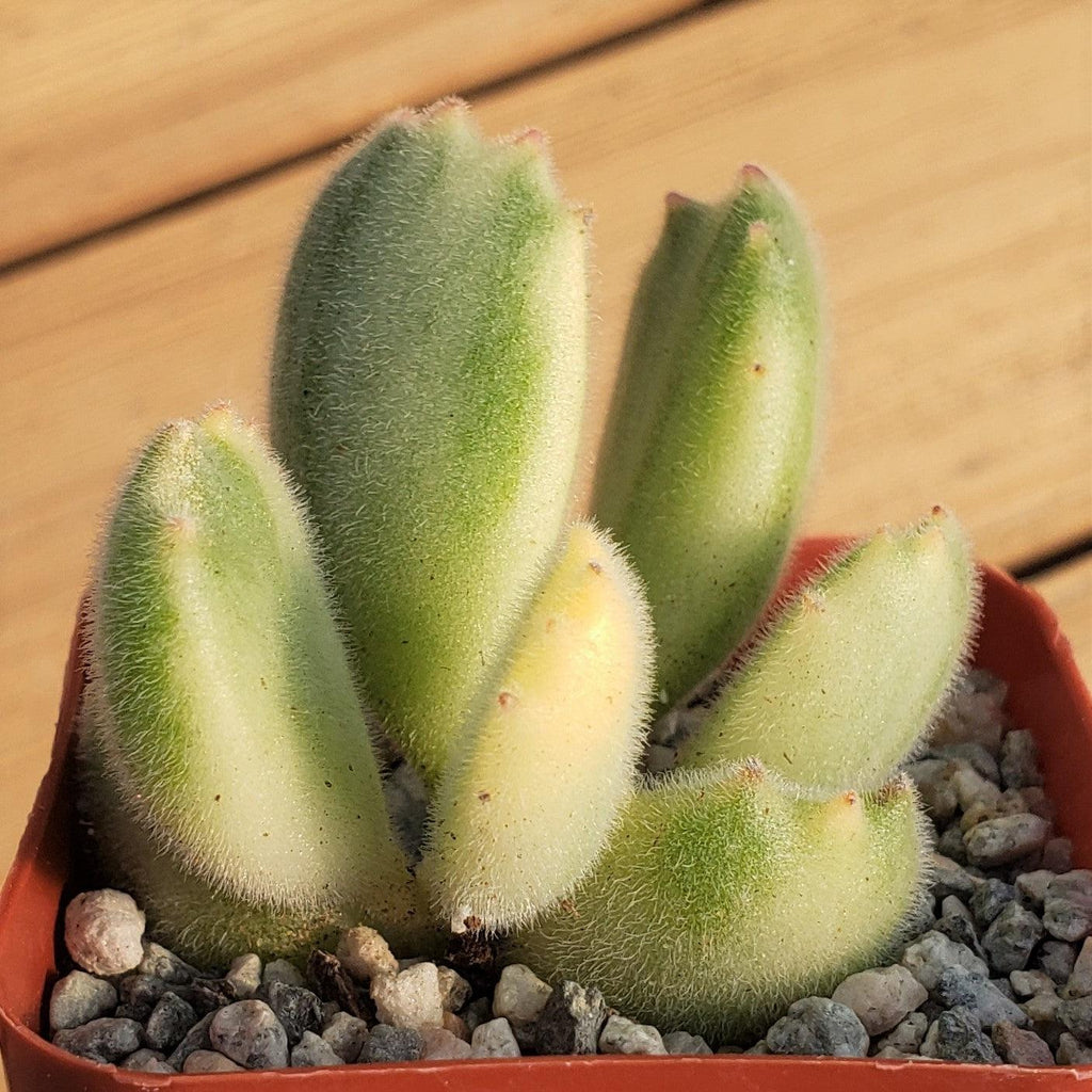 Variegated Bear Paw Succulent - Cotyledon ladismithiensis Variegata