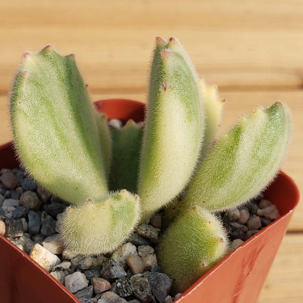 Variegated Bear Paw Succulent - Cotyledon ladismithiensis Variegata