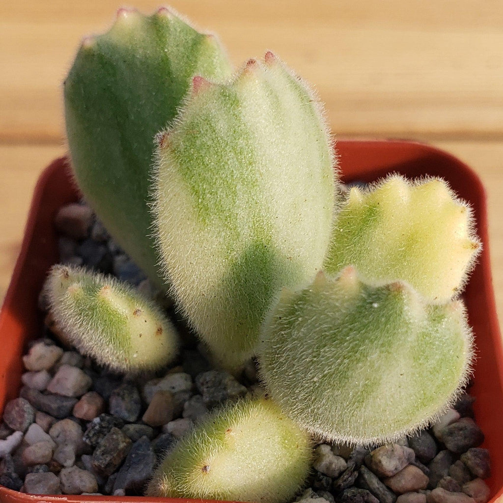 Variegated Bear Paw Succulent - Cotyledon ladismithiensis Variegata