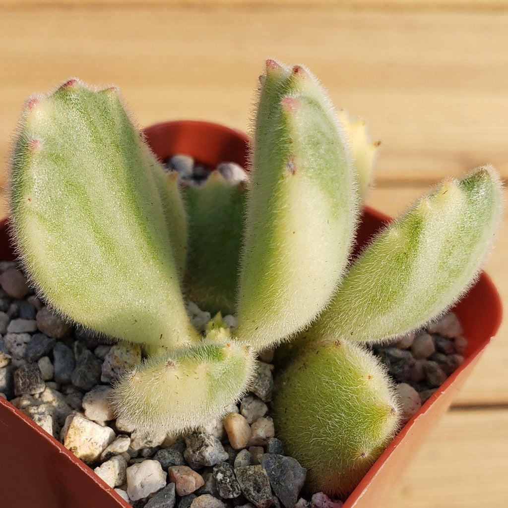 Variegated Bear Paw Succulent - Cotyledon ladismithiensis Variegata