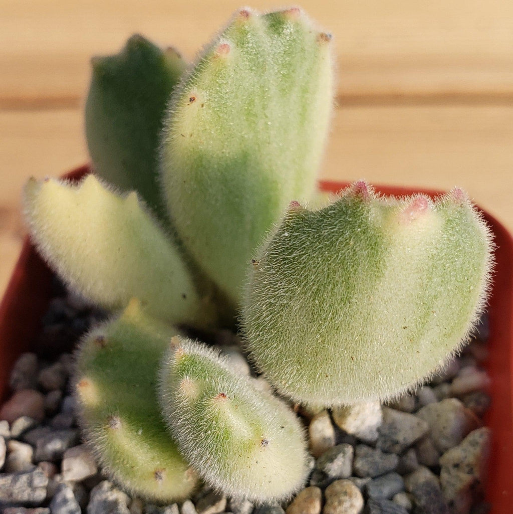 Variegated Bear Paw Succulent - Cotyledon ladismithiensis Variegata