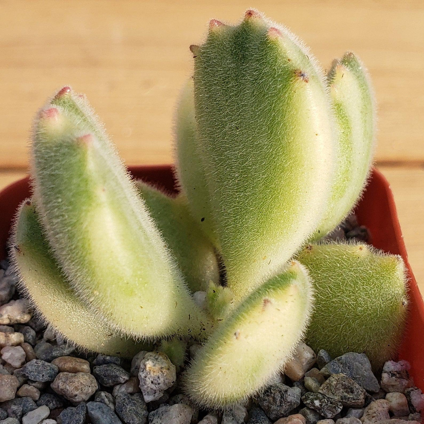 bear claw succulent for sale Shop 'Bear Paw Succulent - Cotyledon ladismithiensis Variegata' Care and Info