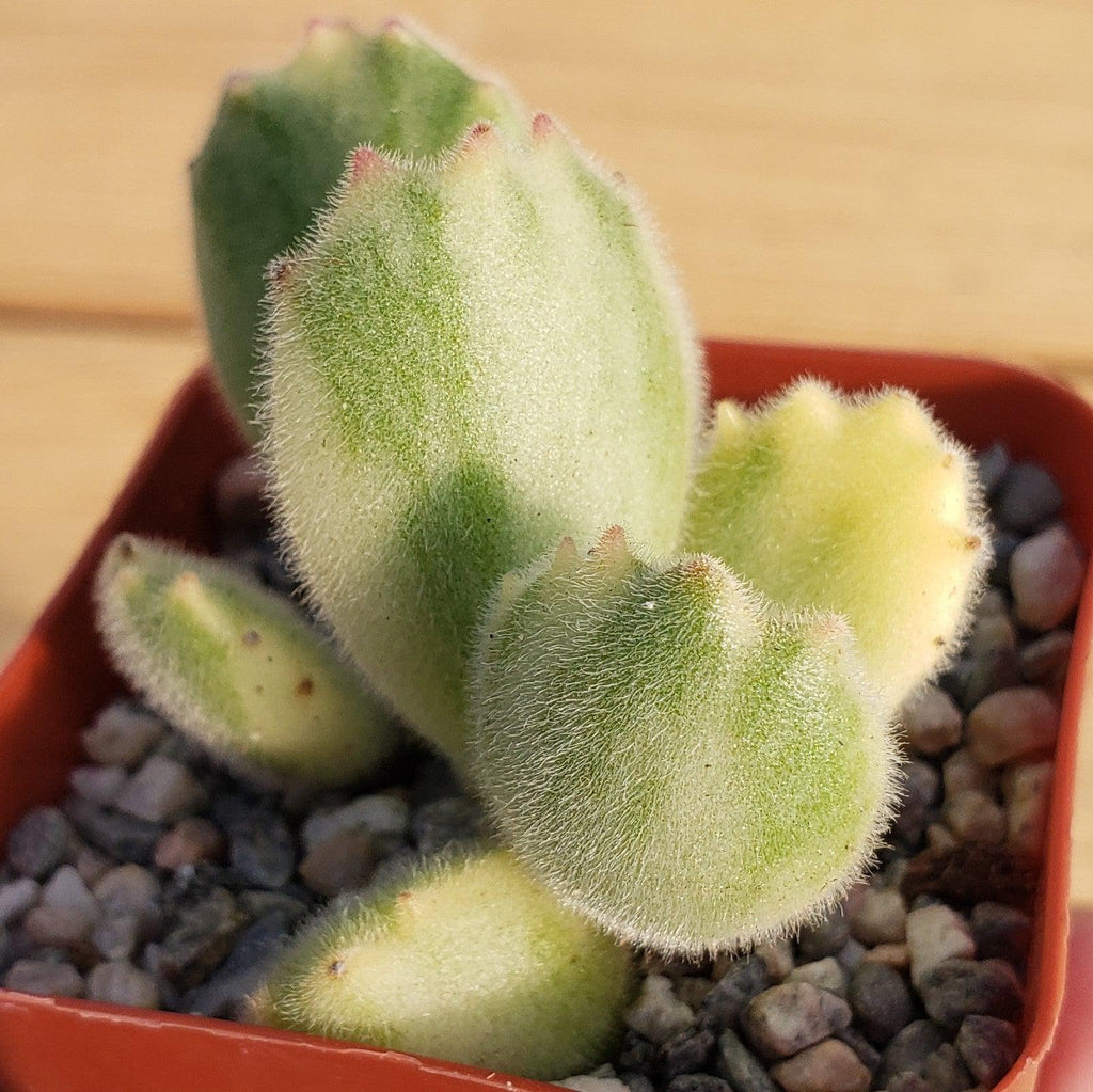 Variegated Bear Paw Succulent - Cotyledon ladismithiensis Variegata