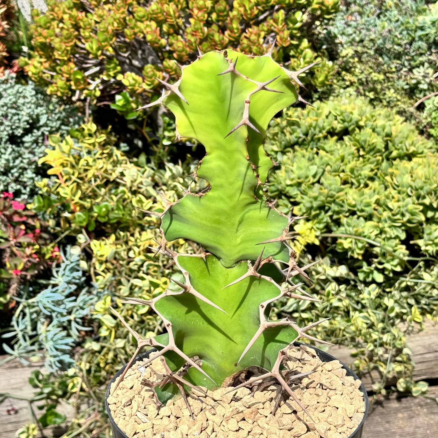Cow's Horn Spurge (Euphorbia grandicornis