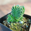 Crassula Buddha&