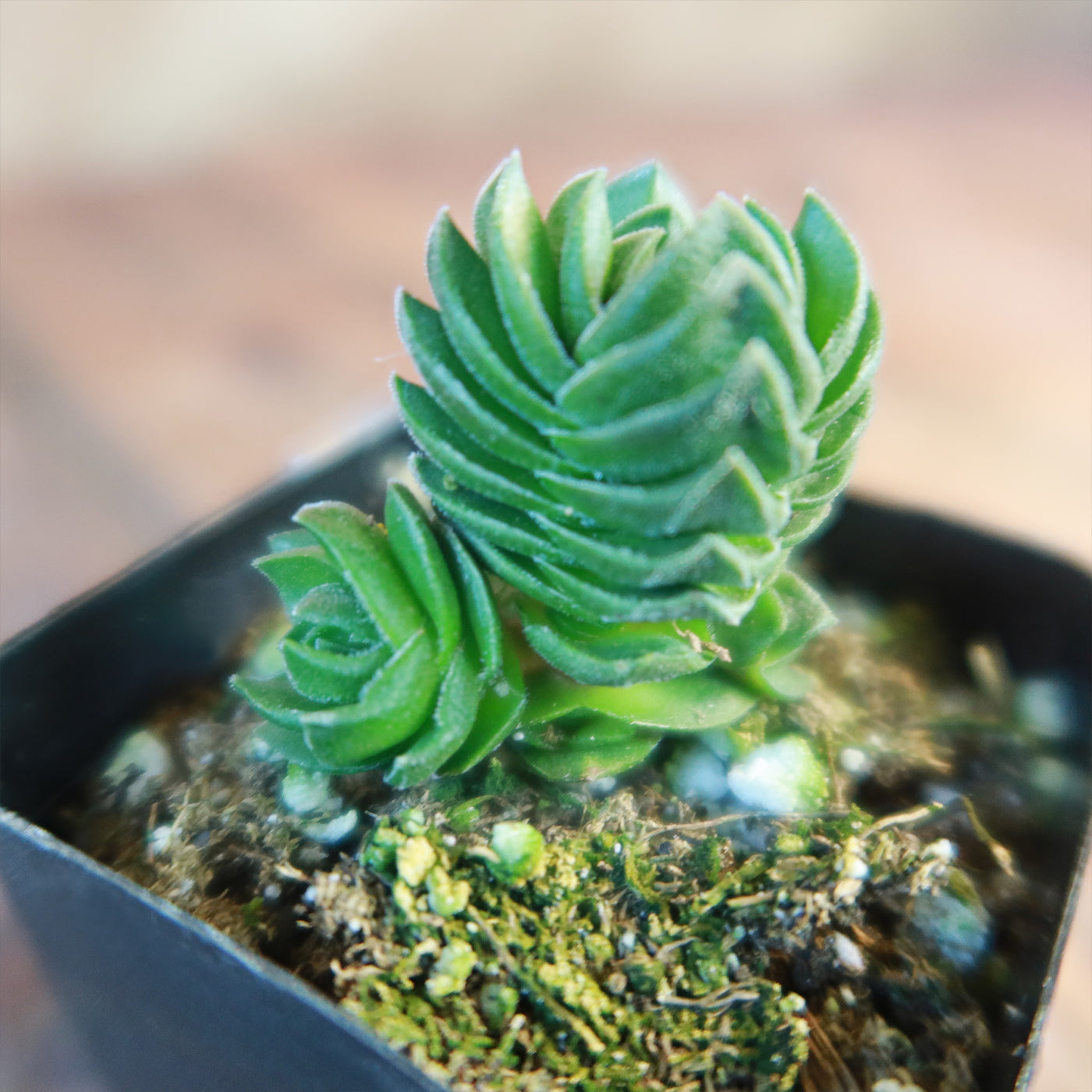 Crassula Buddha's Temple