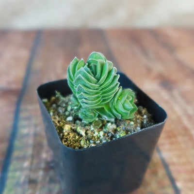 buddha temple succulent for sale Shop 'Crassula Buddha's Temple for Sale' Care and Growing Guide