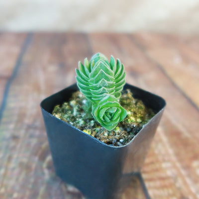 Crassula Buddha's Temple