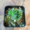 Crassula Buddha&