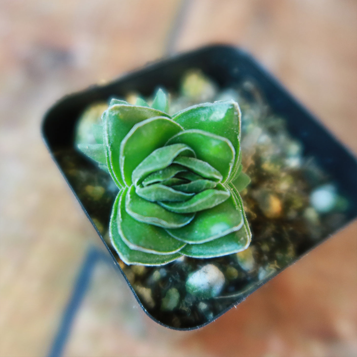 Crassula Buddha's Temple