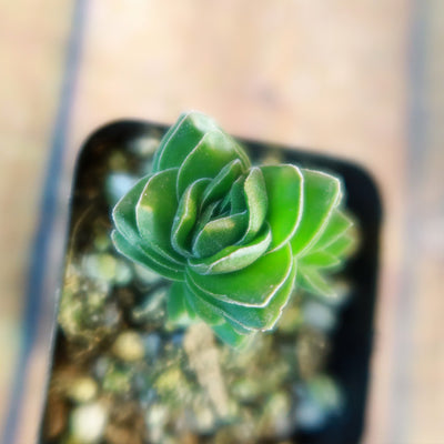 Crassula Buddha's Temple