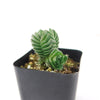 Crassula Buddha&