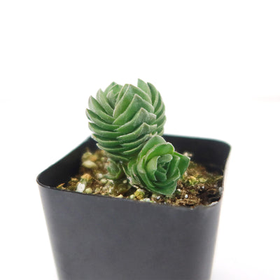 Crassula Buddha's Temple