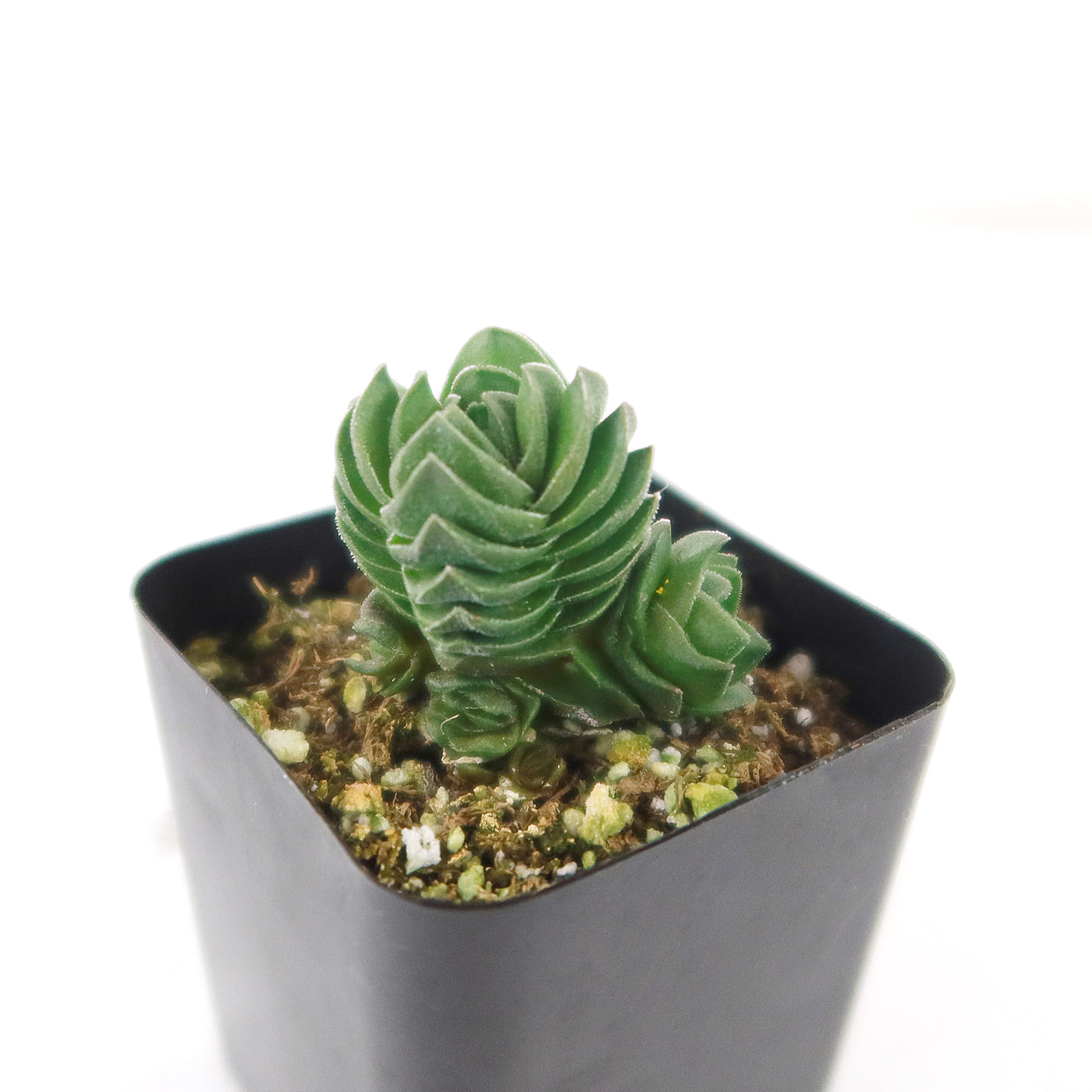 Crassula Buddha's Temple