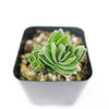 Crassula Buddha&