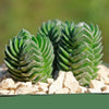 Crassula Buddha&