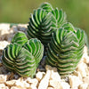 Crassula Buddha&