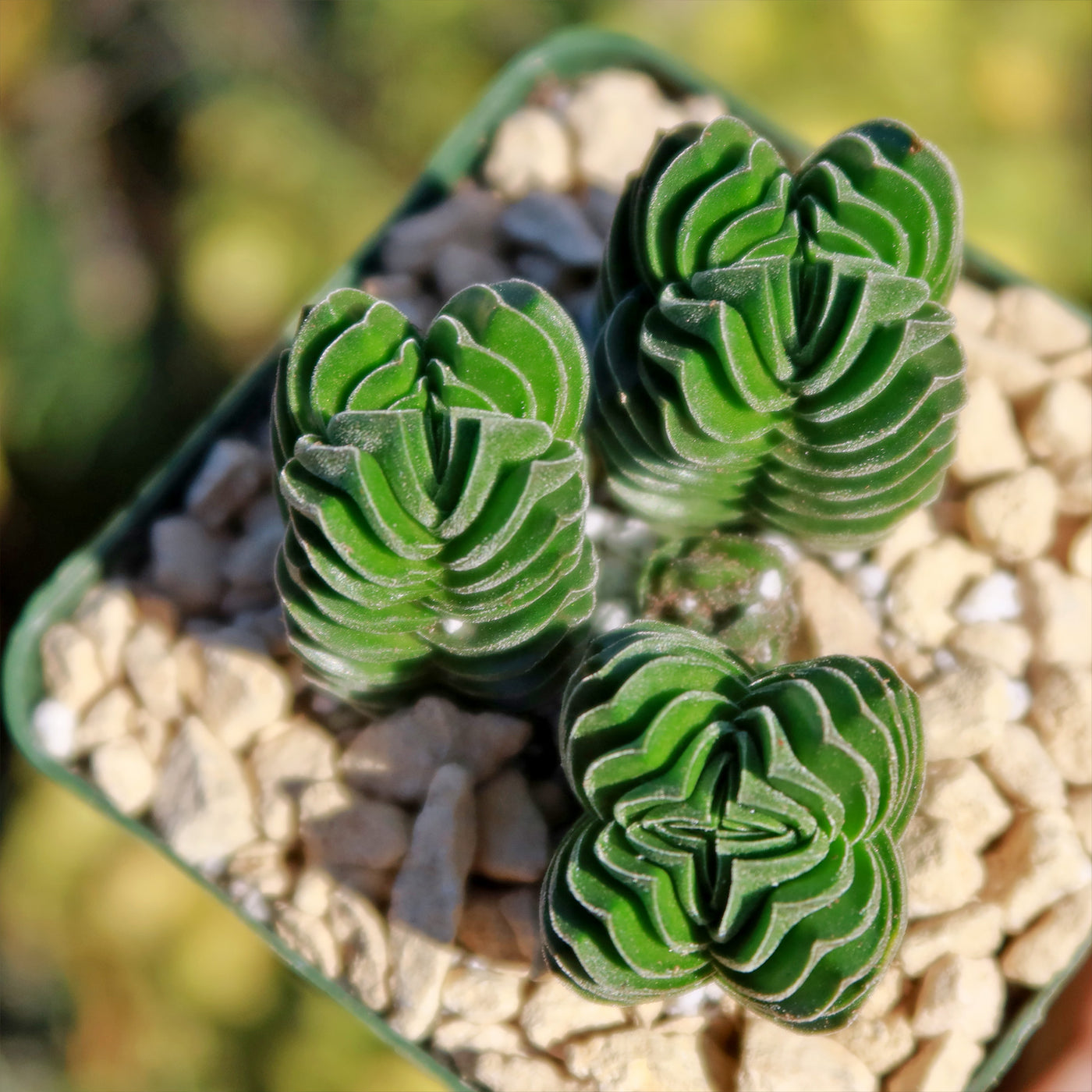 Crassula Buddha's Temple