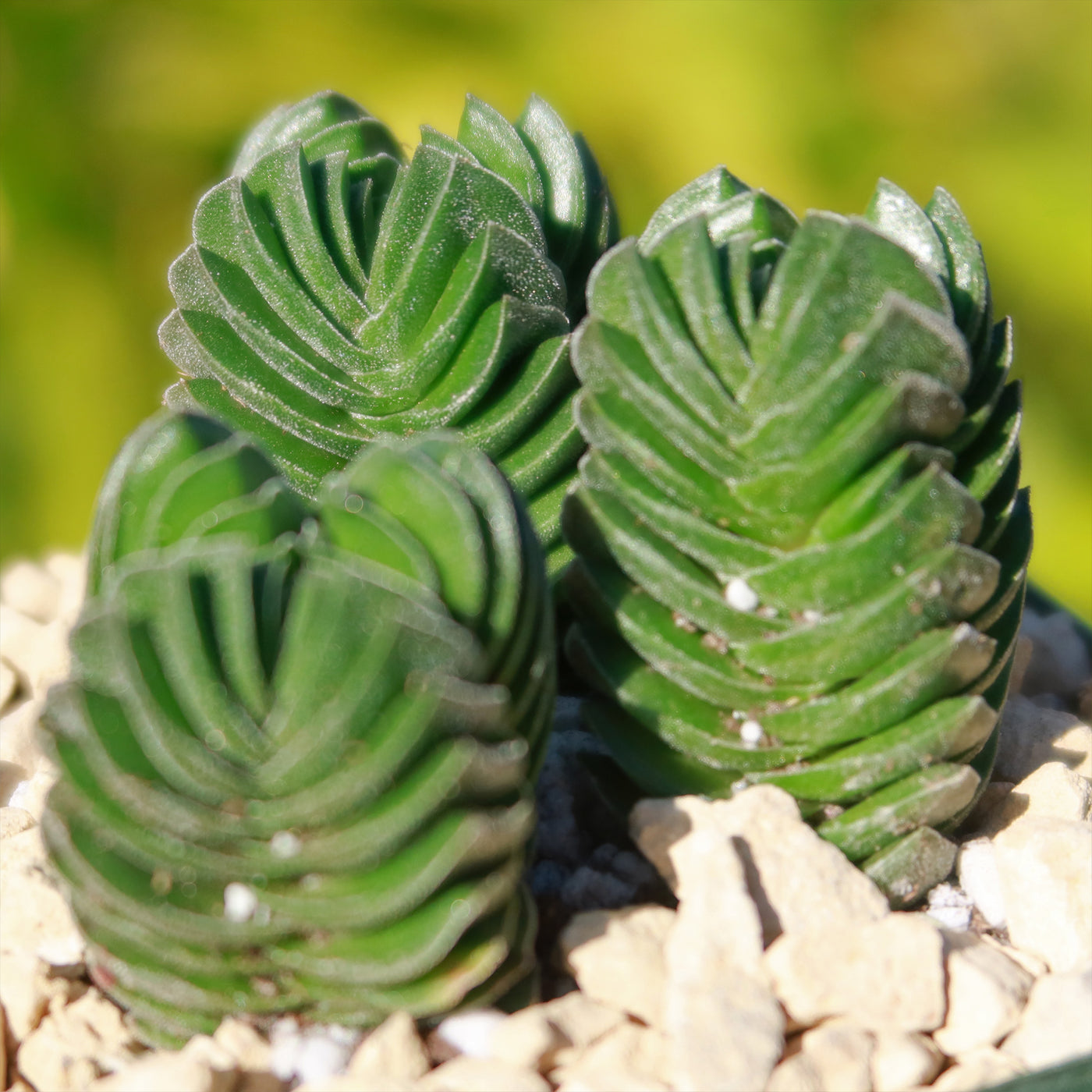 buddha temple succulent care Crassula Buddha's Temple