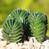 Crassula Buddha&