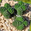 Crassula Buddha&