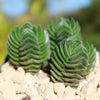 Crassula Buddha&